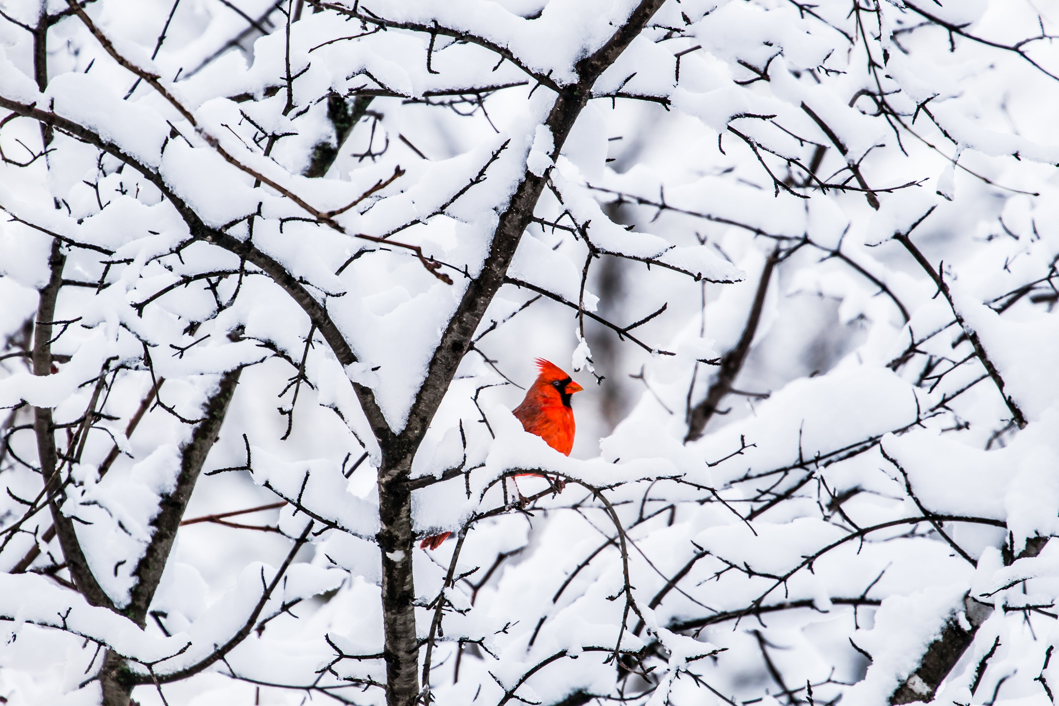 Winter Cardinal Long Scarf